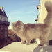 PINCE À CHEVEUX CHAT SUZETTE par COUCOU • accessoires, bijoux, chat, dressing, fabriqué à la main